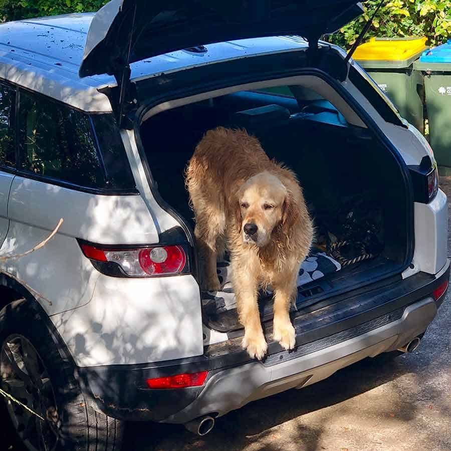 Dozer the golden retriever dog refusing to get out of the car