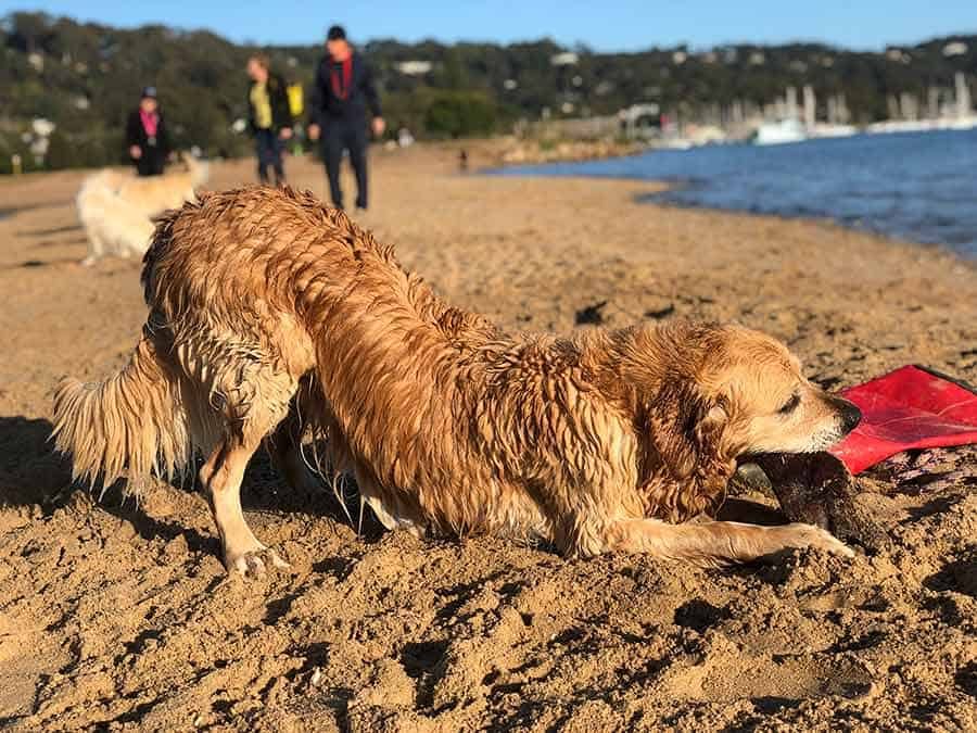 Dozer bowing at Bayview dog beach