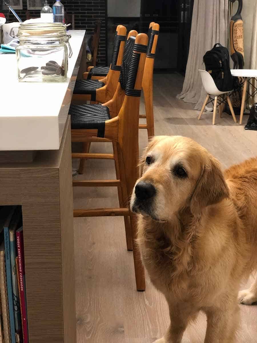 Dozer gazing forlornly at treat jar