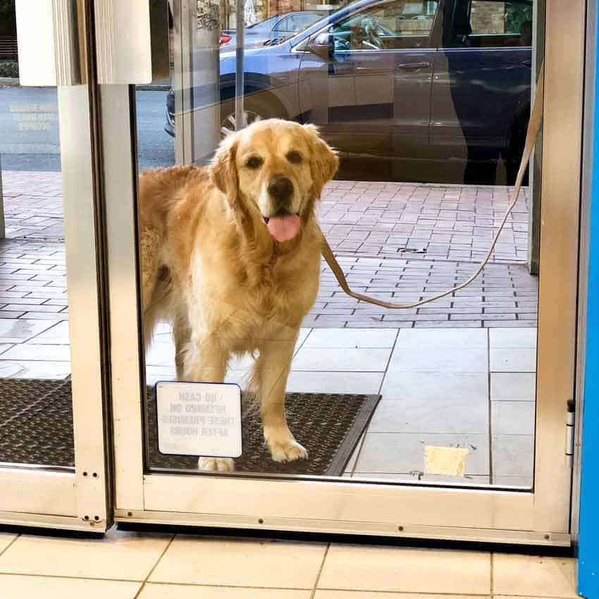 Dozer the golden retriever dog outside OPSM