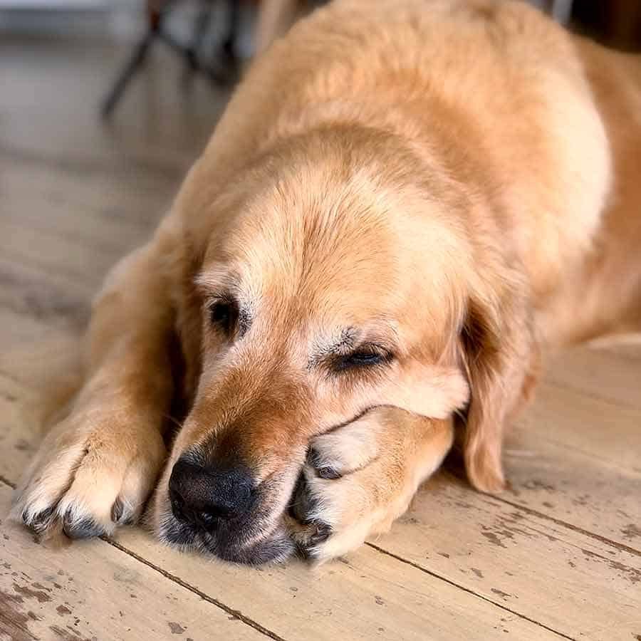 When Dozer ate a chilli biltong