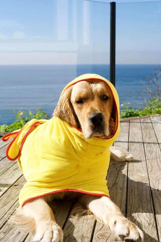 Dozer in bath robe. Cute or ridiculous?? :)