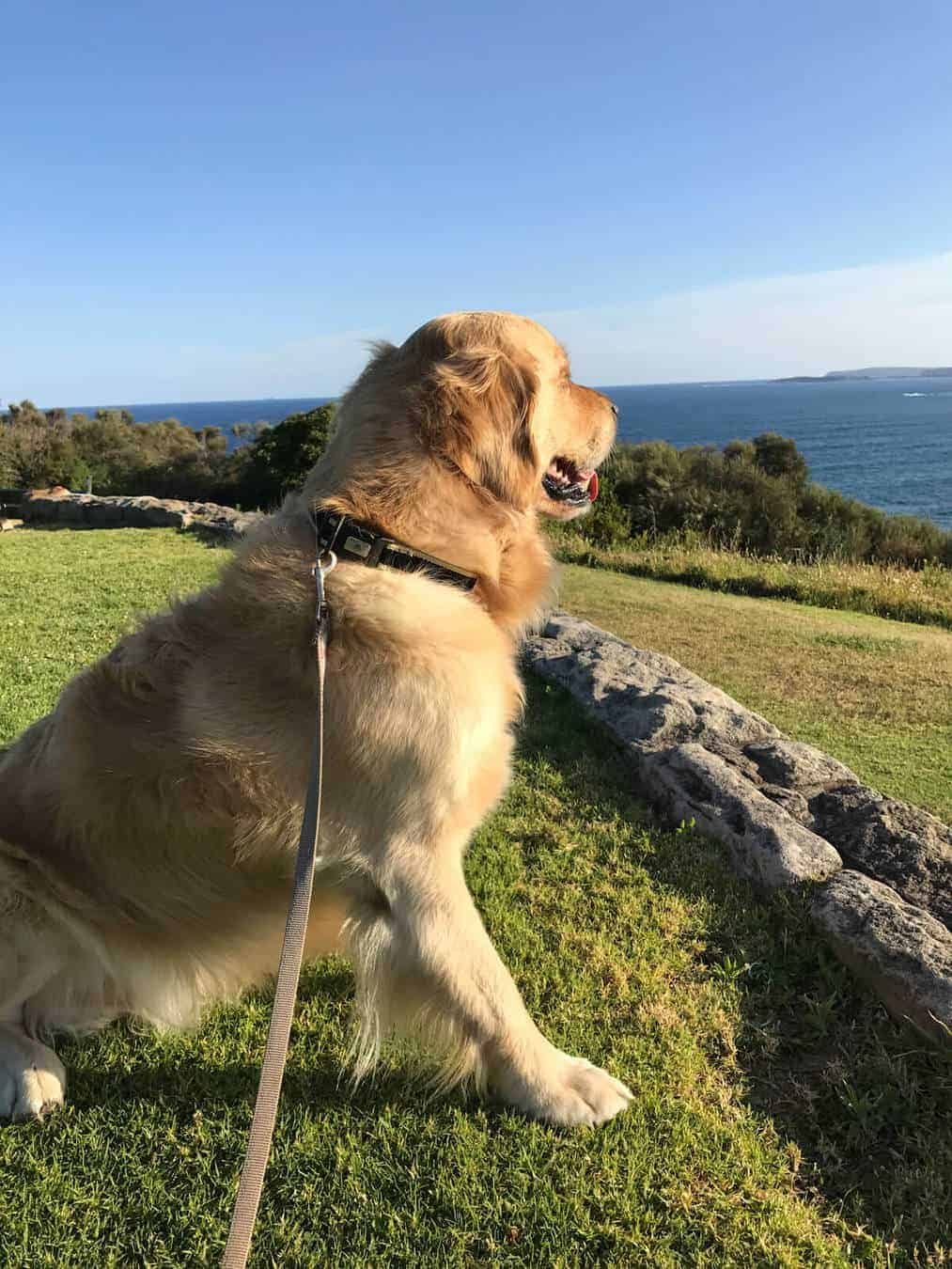 dozer-mona-vale-headland