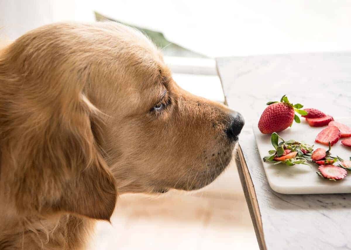 dozer-strawberry-salad-9