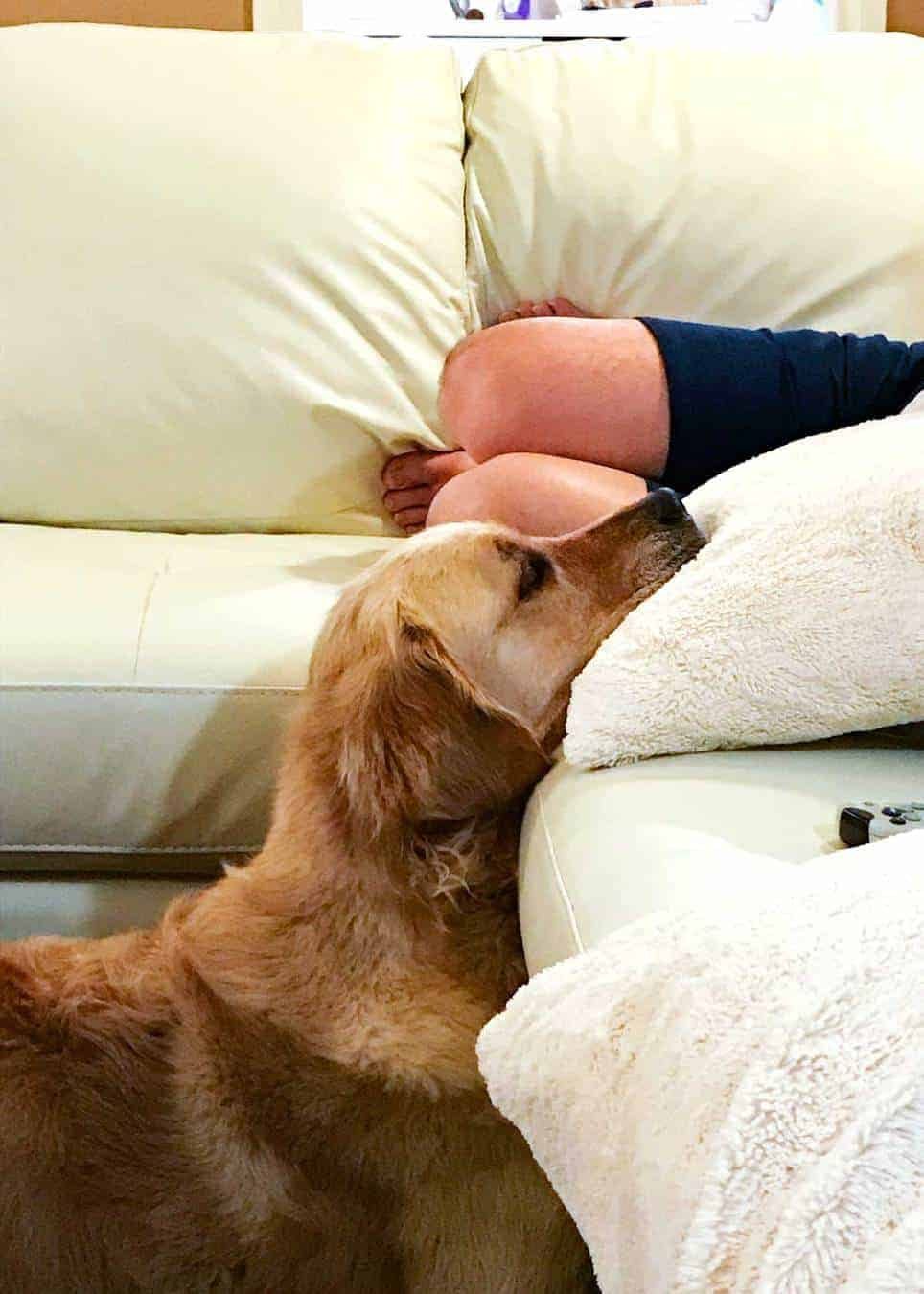 dozer-head-on-cushion