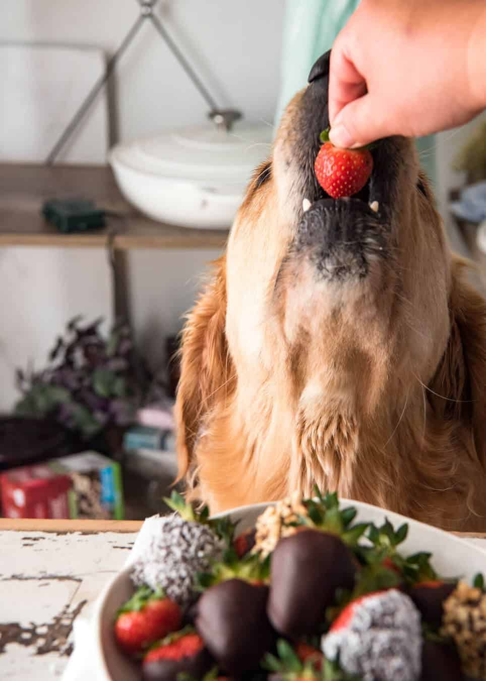 Dozer eating a Chocolate Covered Strawberry