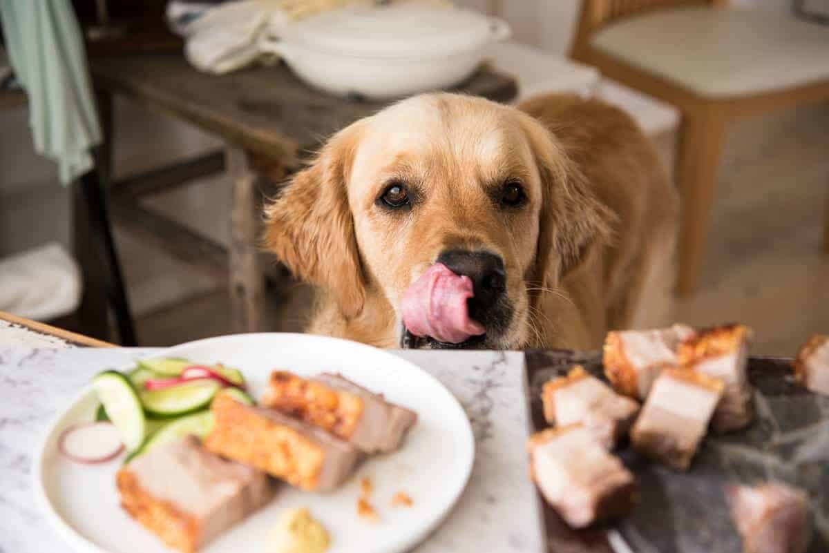 Dozer-Crispy-Chinese-Pork-Belly