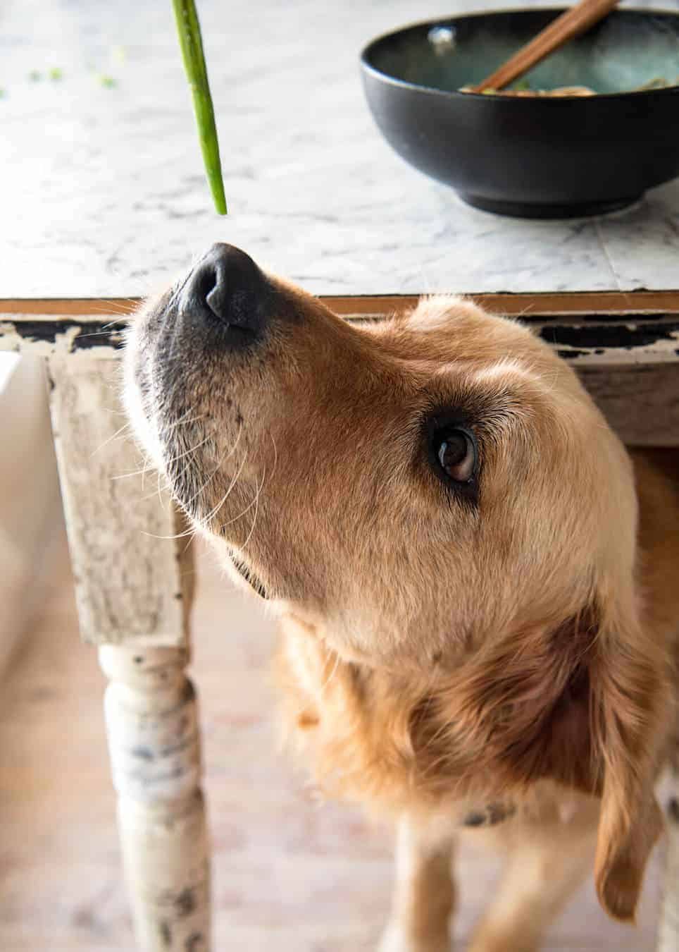 Dozer being fed green bean from Beef Soba Noodles