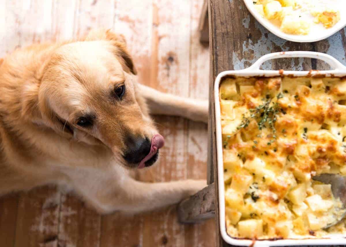 A faster, cheesier, creamier alternative to Scalloped Potatoes / Potato Gratin, this Easy Creamy Cheesy Potato Bake is made with cubed potatoes cooked in a cream and cheese sauce. www.recipetineats.com