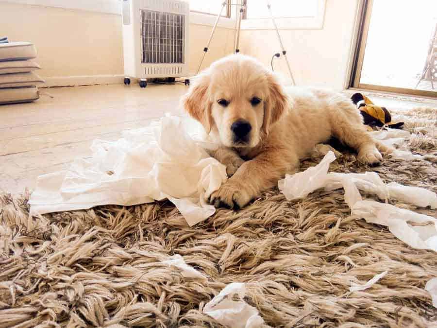 Dozer the golden retriever dog Kleenex puppy wanna be