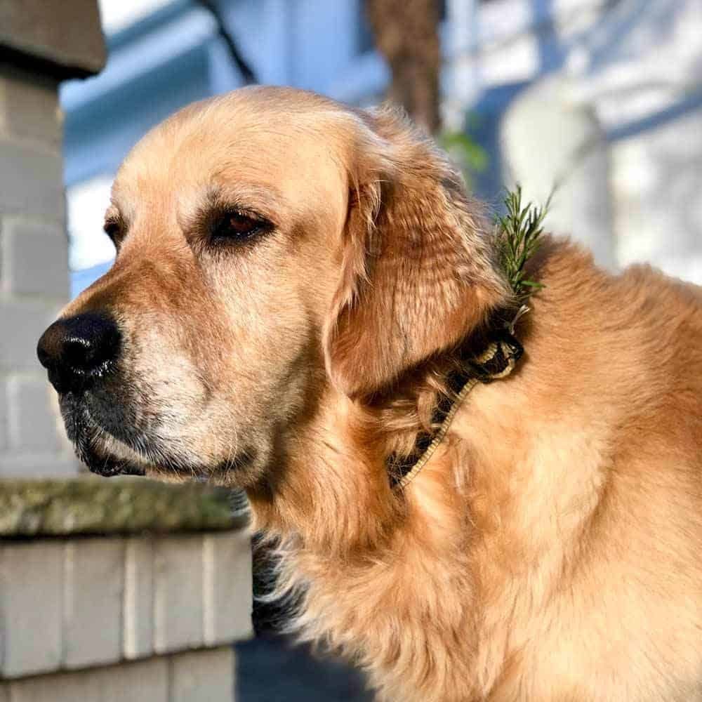 Dozer Anzac Day 2018