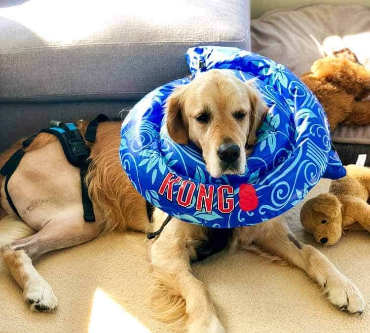 Dozer the golden retriever looking very unhappy with an inflatable cone.