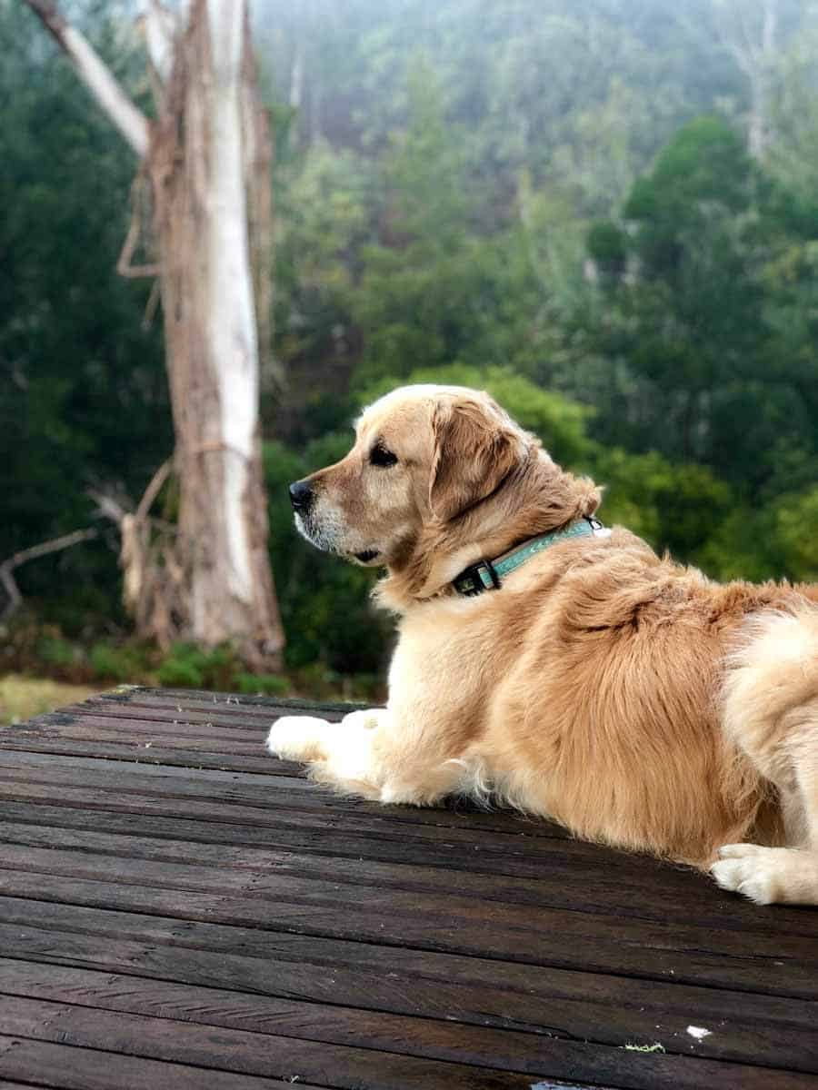 Dozer the golden retriever dog on a verandah during a misty morning