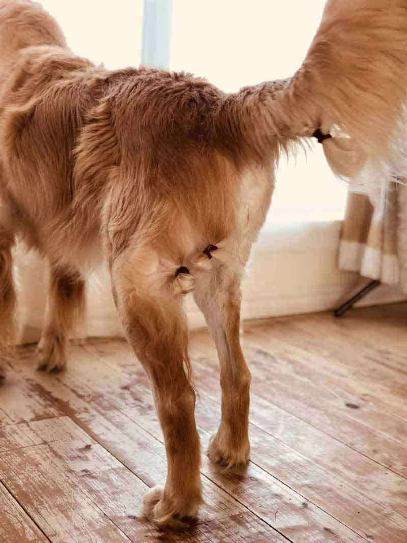 Dozer the Golden Retriever with Man Buns and French Braid (gastro!!)