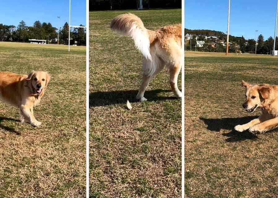 Missing the shot - Dozer the golden retriever dog