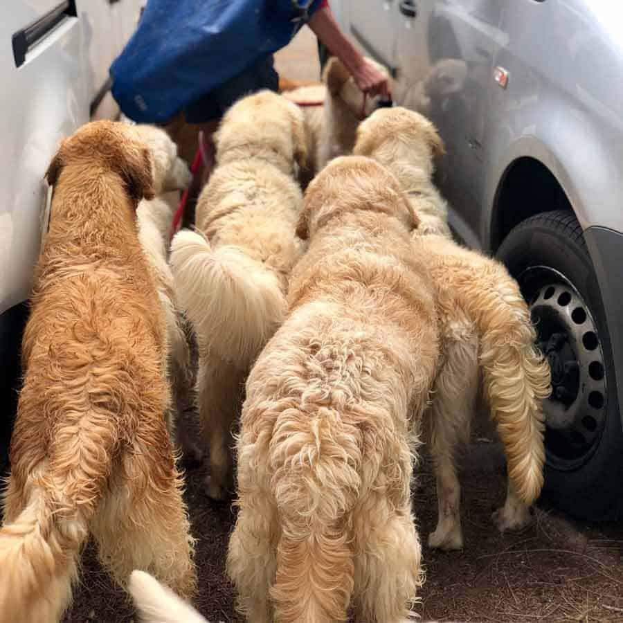 Group of golden retrievers at Bayview dog park