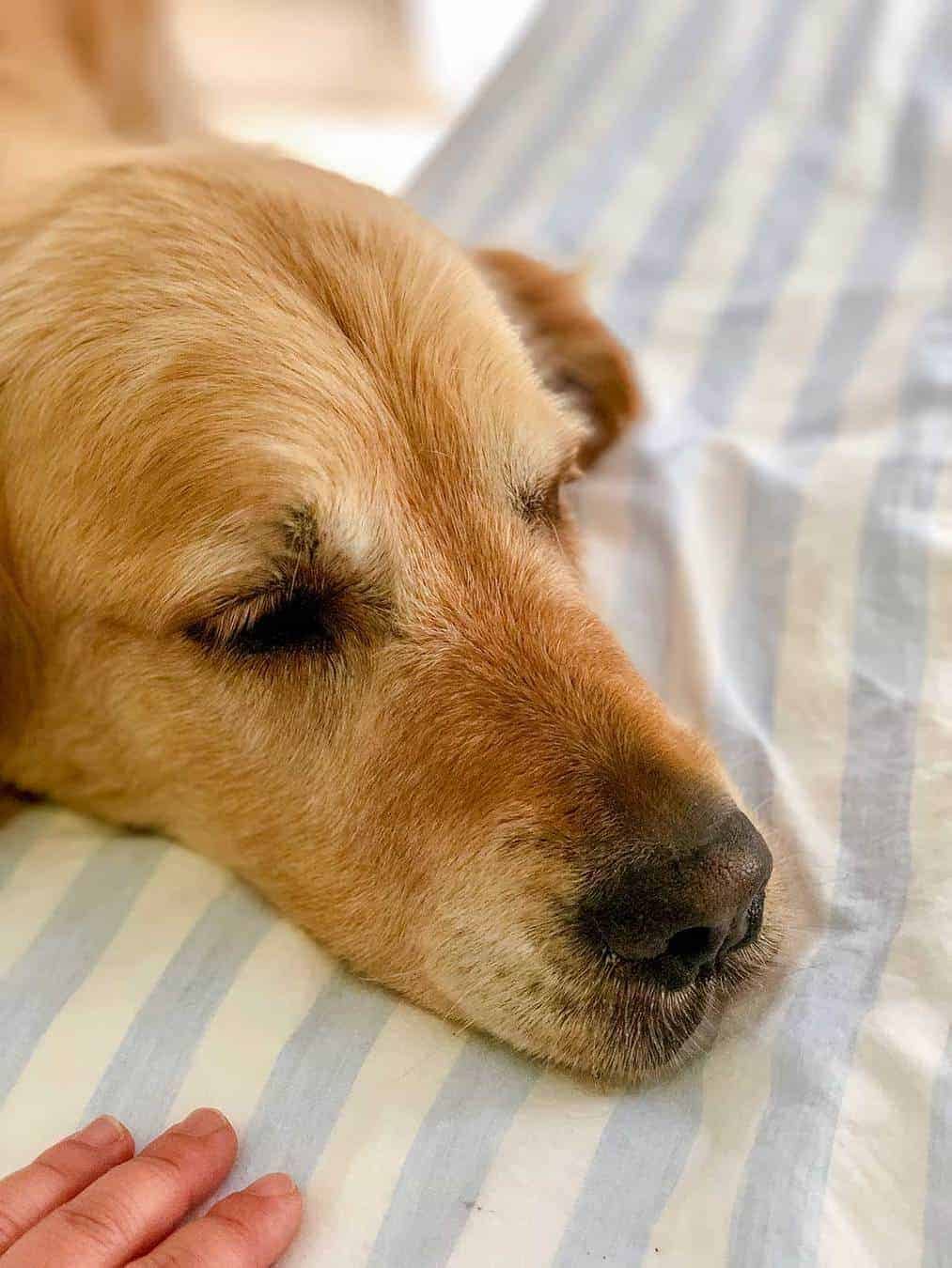 Dozer the golden retriever by the bedside
