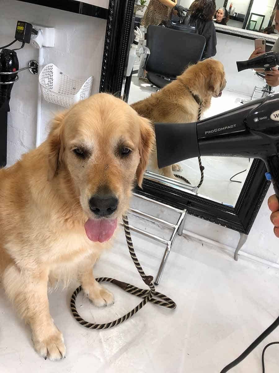 Dozer the golden retriever dog in a blow dry bar