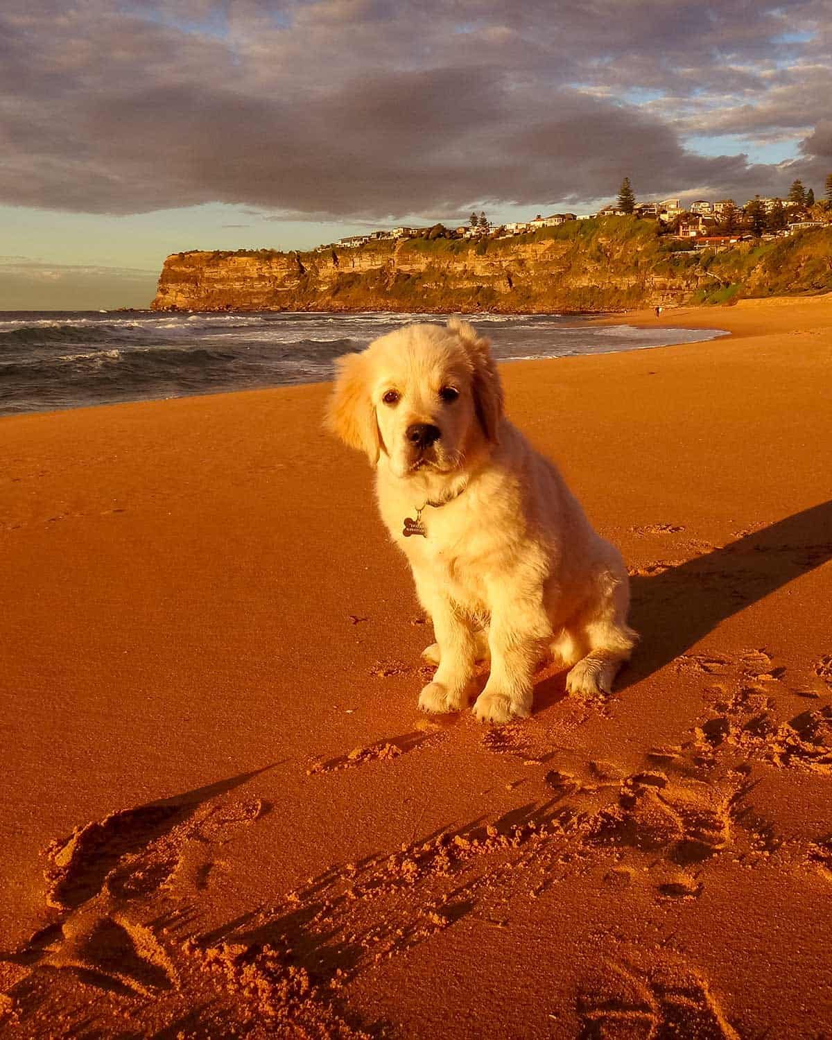 Dozer the golden retriever dog as a puppy on Bungan Beach