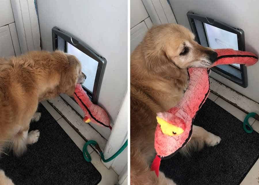 Dozer snake toy stuck dog door