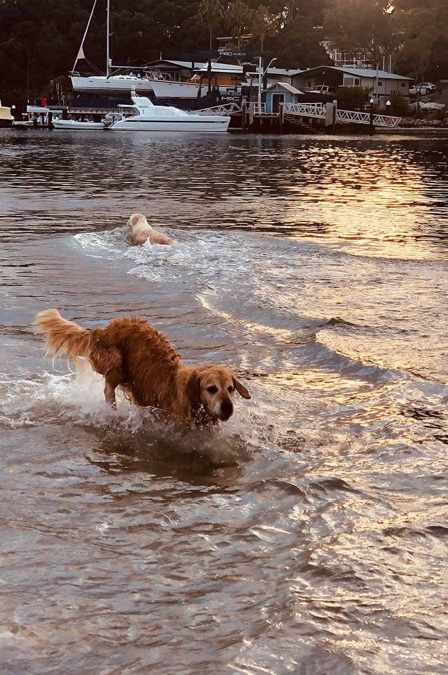 Dozer-Bayview-from-Carolyn_August-2019_1