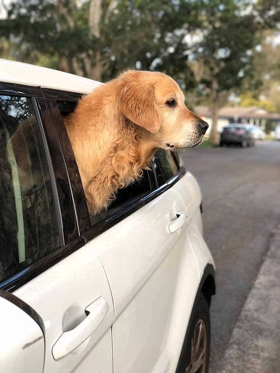 Dozer head sticking out window