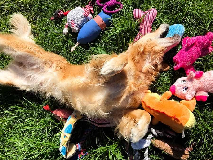 Dozer rolling on his toys