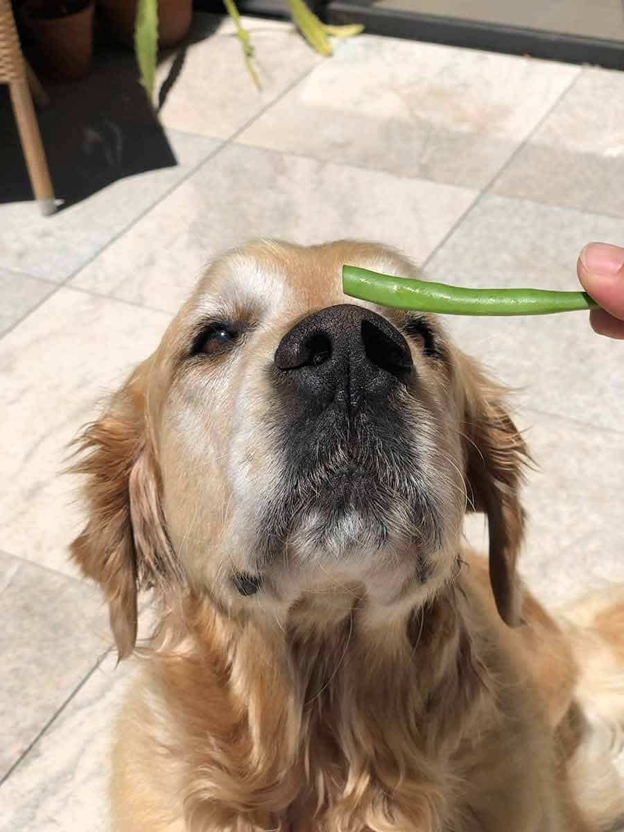 Dozer gazing longingly at green bean