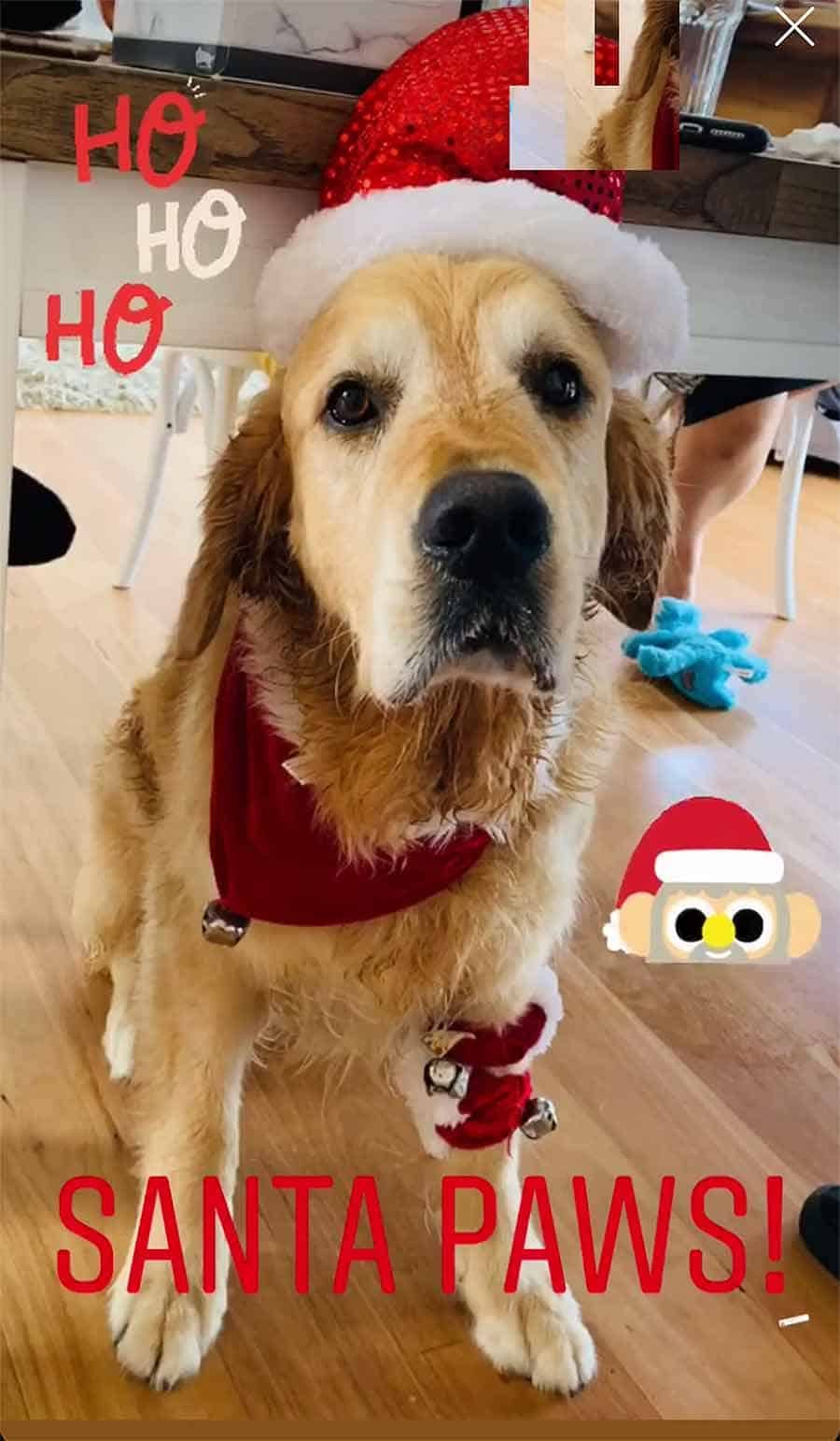 Dozer Christmas outfit 2019