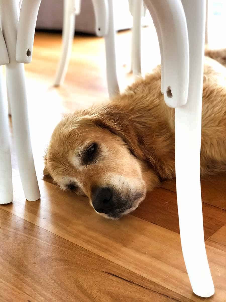 Dozer the golden retriever completely uninterested in cauliflower rice