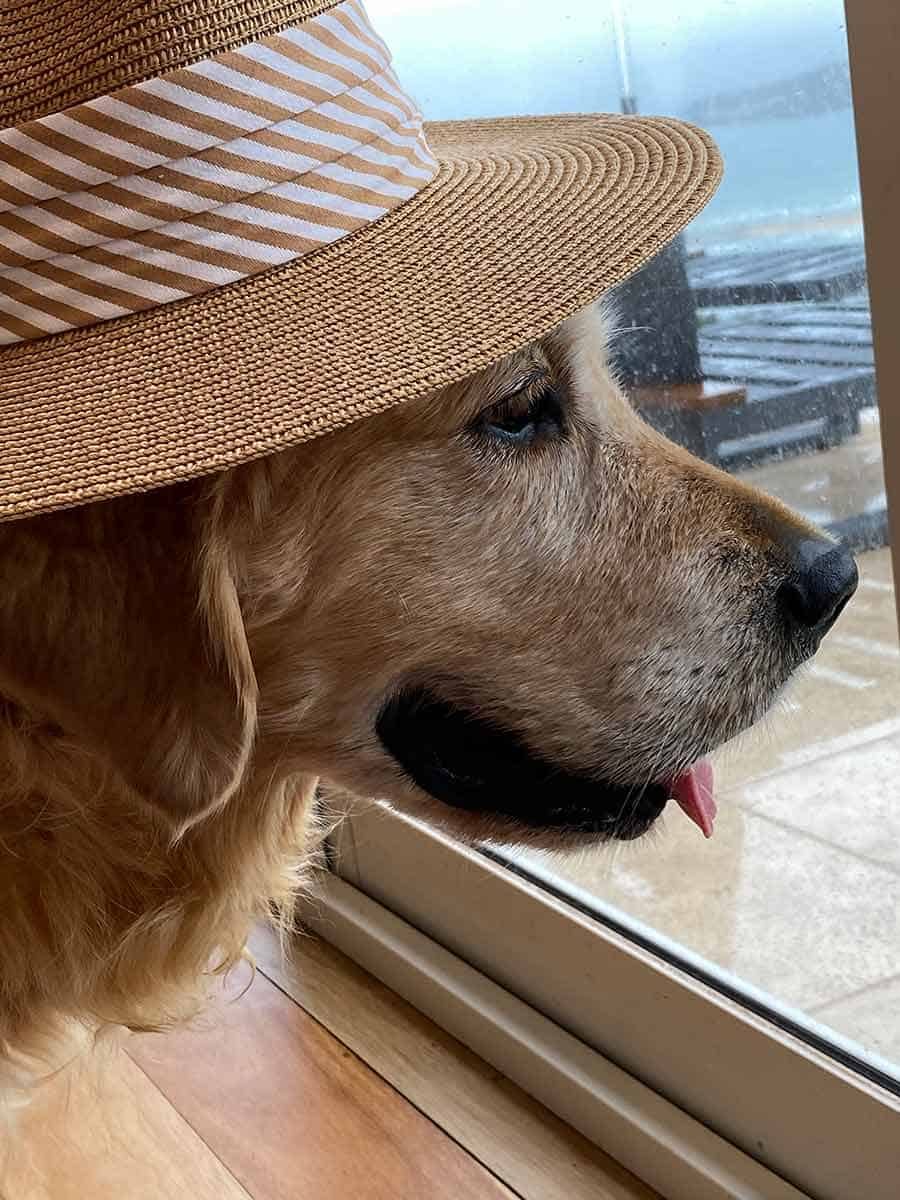 Dozer the golden retriever with hat