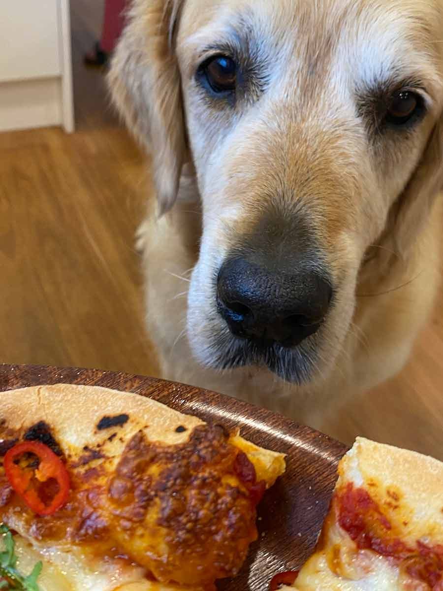 Dozer the golden retriever pizza