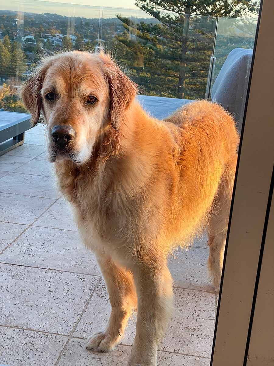 Dozer banished outdoors