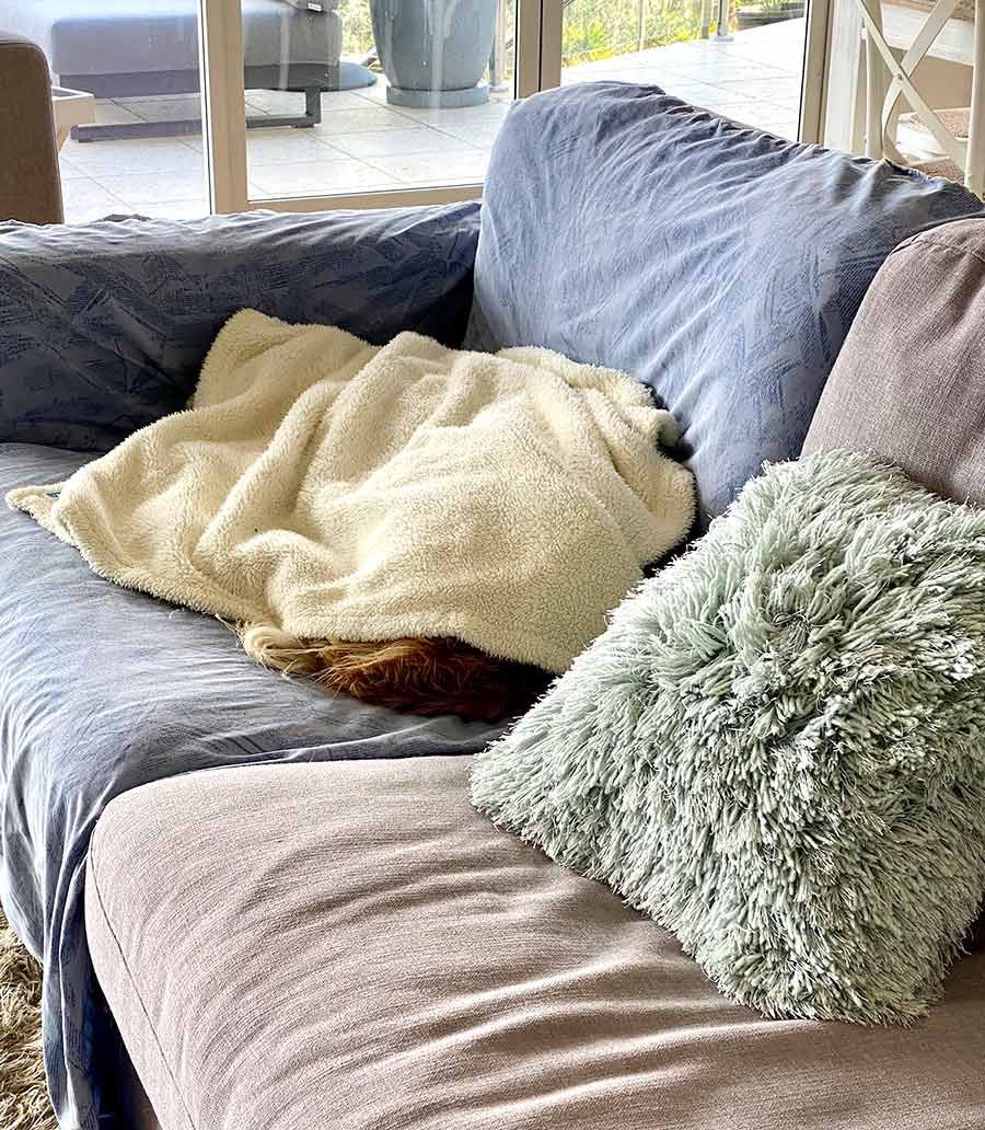 Dozer buried under blanket on sofa