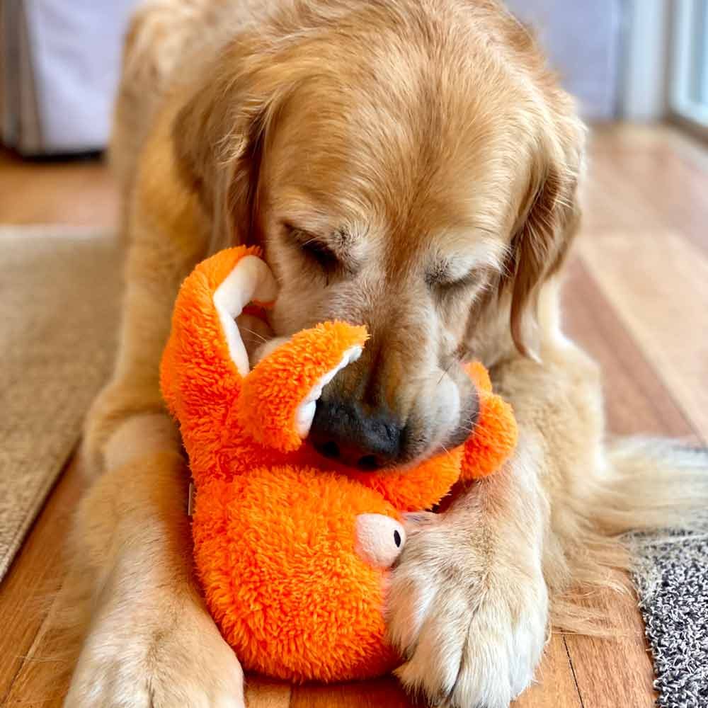 Dozer chewing toy octopus