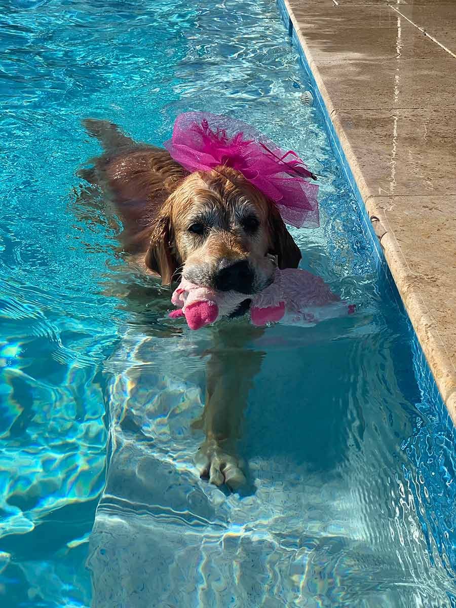 Dozer wearing Melbourne Cup fascinator