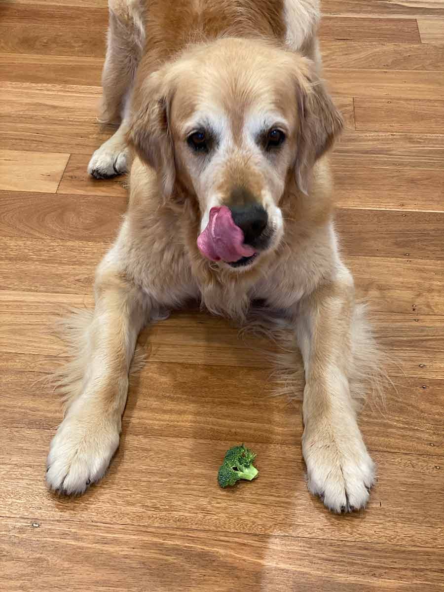 Dozer licking lips over raw broccoli