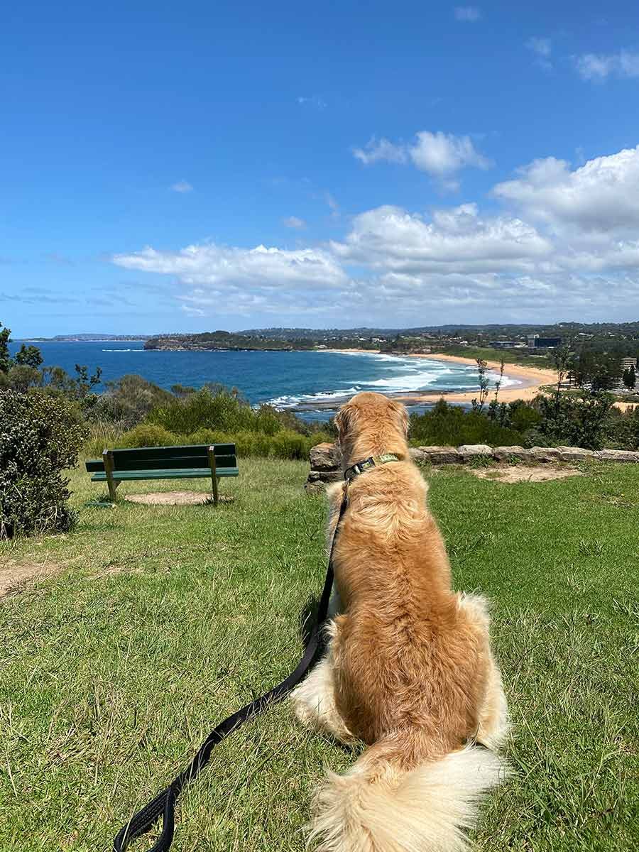 Dozer Mona Vale headland