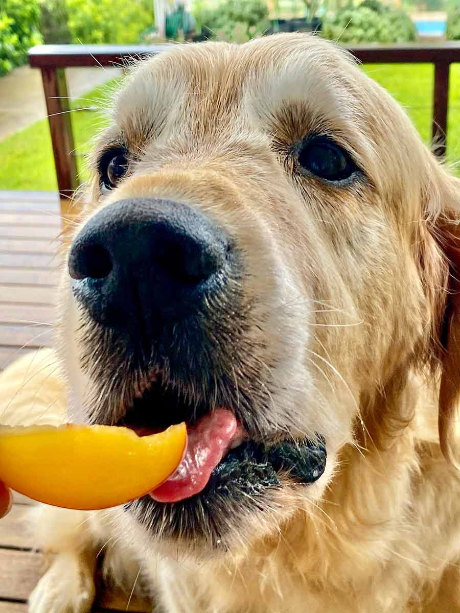 Dozer eating peach slice