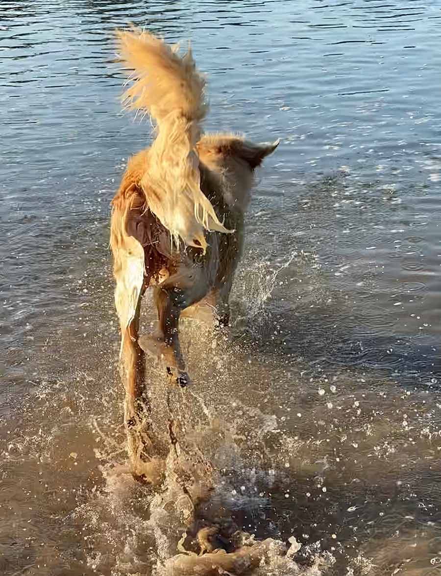 Dozer running into water at Bayview