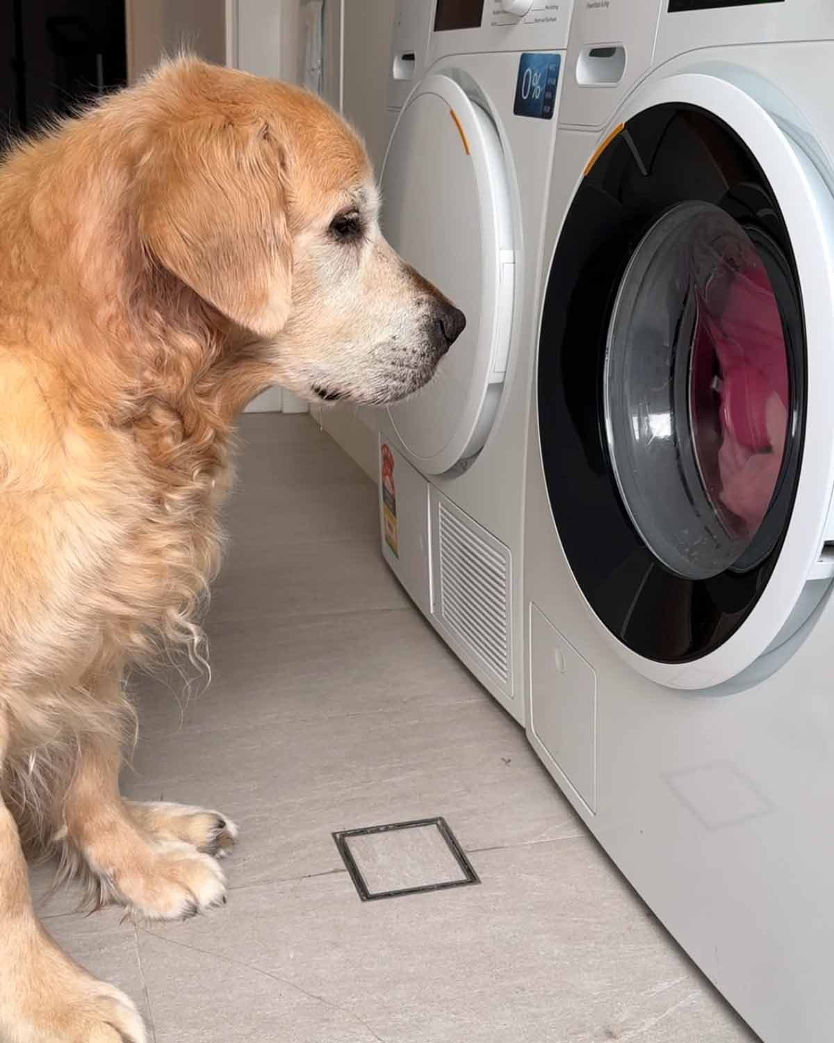 Dozer-toy-washing-day-August-2024-1